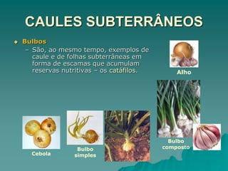 CAULES SUBTERRÂNEOS
 Bulbos
– São, ao mesmo tempo, exemplos de
caule e de folhas subterrâneas em
forma de escamas que acumulam
reservas nutritivas – os catáfilos.
Cebola
Alho
Bulbo
composto
Bulbo
simples
 