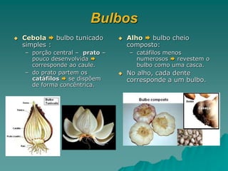 Bulbos
 Cebola  bulbo tunicado
simples :
– porção central – prato –
pouco desenvolvida 
corresponde ao caule.
– do prato partem os
catáfilos  se dispõem
de forma concêntrica.
 Alho  bulbo cheio
composto:
– catáfilos menos
numerosos  revestem o
bulbo como uma casca.
 No alho, cada dente
corresponde a um bulbo.
 
