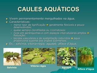 CAULES AQUÁTICOS
 Vivem permanentemente mergulhados na água.
 Características:
– menor teor de lignificação  geralmente flexíveis e pouco
desenvolvidos;
– quase sempre clorofilados ou rizomatosos;
– ricos em aerênquimas e com espaços intercelulares amplos 
flutuação;
– tecidos vasculares e de sustentação reduzidos  água
proporciona suporte aos órgãos submersos.
 Ex.: salvínia, vitória-régia, aguapé, alface d’água.
Salvínia
Vitória-régia
Aguapé
Alface d’água
 