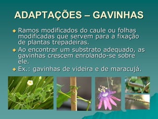 ADAPTAÇÕES – GAVINHAS
 Ramos modificados do caule ou folhas
modificadas que servem para a fixação
de plantas trepadeiras.
 Ao encontrar um substrato adequado, as
gavinhas crescem enrolando-se sobre
ele.
 Ex.: gavinhas de videira e de maracujá.
 