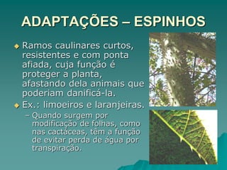ADAPTAÇÕES – ESPINHOS
 Ramos caulinares curtos,
resistentes e com ponta
afiada, cuja função é
proteger a planta,
afastando dela animais que
poderiam danificá-la.
 Ex.: limoeiros e laranjeiras.
– Quando surgem por
modificação de folhas, como
nas cactáceas, têm a função
de evitar perda de água por
transpiração.
 