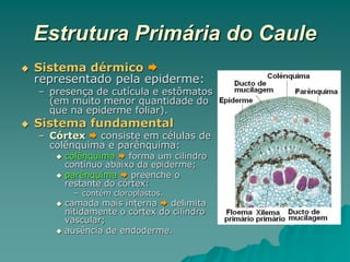 Estrutura Primária do Caule
 Sistema dérmico 
representado pela epiderme:
– presença de cutícula e estômatos
(em muito menor quantidade do
que na epiderme foliar).
 Sistema fundamental
– Córtex  consiste em células de
colênquima e parênquima:
 colênquima  forma um cilindro
contínuo abaixo da epiderme;
 parênquima  preenche o
restante do córtex:
– contém cloroplastos.
 camada mais interna  delimita
nitidamente o córtex do cilindro
vascular;
 ausência de endoderme.
 