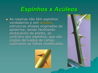 Espinhos x Acúleos
 As roseiras não têm espinhos
verdadeiros e sim acúleos,
estruturas afiadas originadas da
epiderme, sendo facilmente
destacáveis da planta, ao
contrário dos espinhos, que são
órgãos derivados de ramos
caulinares ou folhas modificadas.
 