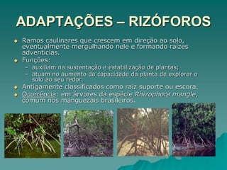 ADAPTAÇÕES – RIZÓFOROS
 Ramos caulinares que crescem em direção ao solo,
eventualmente mergulhando nele e formando raízes
adventícias.
 Funções:
– auxiliam na sustentação e estabilização de plantas;
– atuam no aumento da capacidade da planta de explorar o
solo ao seu redor.
 Antigamente classificados como raiz suporte ou escora.
 Ocorrência: em árvores da espécie Rhizophora mangle,
comum nos manguezais brasileiros.
 
