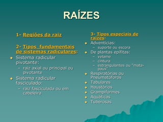 RAÍZES
1- Regiões da raiz
2- Tipos fundamentais
de sistemas radiculares:
 Sistema radicular
pivotante:
– raiz axial ou principal ou
pivotante
 Sistema radicular
fasciculado:
– raiz fasciculada ou em
cabeleira
3- Tipos especiais de
raízes:
 Adventícias:
– suporte ou escora
 De plantas epífitas:
– velame
– cintura
– estrangulantes ou “mata-
paus"
 Respiratórias ou
Pneumatóforos
 Tabulares
 Haustórios
 Grampiformes
 Aquáticas
 Tuberosas
 