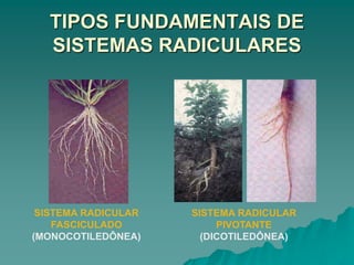 TIPOS FUNDAMENTAIS DE
SISTEMAS RADICULARES
SISTEMA RADICULAR
PIVOTANTE
(DICOTILEDÔNEA)
SISTEMA RADICULAR
FASCICULADO
(MONOCOTILEDÔNEA)
 