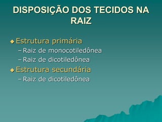 DISPOSIÇÃO DOS TECIDOS NA
RAIZ
 Estrutura primária
– Raiz de monocotiledônea
– Raiz de dicotiledônea
 Estrutura secundária
– Raiz de dicotiledônea
 