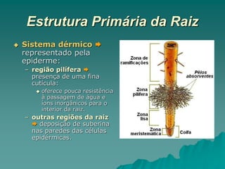 Estrutura Primária da Raiz
 Sistema dérmico 
representado pela
epiderme:
– região pilífera 
presença de uma fina
cutícula:
 oferece pouca resistência
à passagem de água e
íons inorgânicos para o
interior da raiz.
– outras regiões da raiz
 deposição de suberina
nas paredes das células
epidérmicas.
 