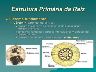 Estrutura Primária da Raiz
 Sistema fundamental
– Córtex  parênquima cortical:
 ocupa a maior parte do corpo primário e geralmente
armazena amido;
 apresenta numerosos espaços intercelulares  aeração das
células da raiz;
 camada mais interna diferenciada em endoderme.
 