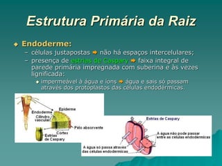 Estrutura Primária da Raiz
 Endoderme:
– células justapostas  não há espaços intercelulares;
– presença de estrias de Caspary  faixa integral de
parede primária impregnada com suberina e às vezes
lignificada:
 impermeável à água e íons  água e sais só passam
através dos protoplastos das células endodérmicas.
 