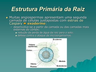 Estrutura Primária da Raiz
 Muitas angiospermas apresentam uma segunda
camada de células justapostas com estrias de
Caspary  exoderme:
– desenvolve-se a partir da camada ou das camadas mais
externas do córtex:
 redução da perda de água da raiz para o solo;
 defesa contra o ataque de microorganismos.
 