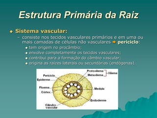 Estrutura Primária da Raiz
 Sistema vascular:
– consiste nos tecidos vasculares primários e em uma ou
mais camadas de células não vasculares  periciclo:
 tem origem no procâmbio;
 envolve completamente os tecidos vasculares;
 contribui para a formação do câmbio vascular;
 origina as raízes laterais ou secundárias (endógenas).
 