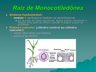 Raiz de Monocotiledônea
 Sistema fundamental:
– medula  parênquima medular ou esclerênquima:
 por se tratar de raízes adventícias, alguns autores consideram a
medula como parte do cilindro vascular  origem a partir do
procâmbio.
 Sistema vascular (cilindro central ou cilindro
vascular):
– xilema alternando com floema;
– ausência de câmbio.
 