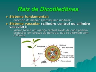 Raiz de Dicotiledônea
 Sistema fundamental:
– ausência de medula (parênquima medular).
 Sistema vascular (cilindro central ou cilindro
vascular):
– xilema forma um maciço central sólido de onde partem
projeções em direção ao periciclo, que se alternam com
o floema.
 