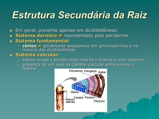 Estrutura Secundária da Raiz
 Em geral, presente apenas em dicotiledôneas.
 Sistema dérmico  representado pela periderme.
 Sistema fundamental:
– córtex  geralmente desaparece em gimnospermas e na
maioria das dicotiledôneas.
 Sistema vascular:
– xilema ocupa a porção mais interna e floema a mais externa;
– presença de um anel de câmbio vascular entre xilema e
floema.
 