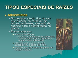 TIPOS ESPECIAIS DE RAÍZES
 Adventícias
– Nome dado a todo tipo de raiz
que emerge do caule ou de
ramos caulinares, servindo de
suporte para a sustentação da
planta.
– Encontrada em:
 monocotiledôneas:
– durante a germinação das sementes,
a raiz primária logo se degenera e
surgem raízes adventícias.
 vegetais que vivem em solo
alagadiço ou à beira dos rios,
 vegetais que têm base pequena em
relação à altura.
 