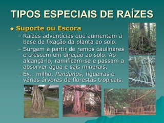 TIPOS ESPECIAIS DE RAÍZES
 Suporte ou Escora
– Raízes adventícias que aumentam a
base de fixação da planta ao solo.
– Surgem a partir de ramos caulinares
e crescem em direção ao solo. Ao
alcançá-lo, ramificam-se e passam a
absorver água e sais minerais.
– Ex.: milho, Pandanus, figueiras e
várias árvores de florestas tropicais.
 