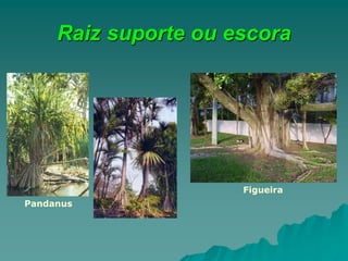 Raiz suporte ou escora
Figueira
Pandanus
 