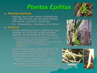 Plantas Epífitas
 Plantas Epífitas
– Plantas que vivem sobre hospedeiras
mas não retiram seu alimento destas,
não sendo, portanto, parasitas.
– Ex.: filodendros, orquídeas, bromélias.
 Velame
– Tecido esbranquiçado e esponjoso que
reveste as raízes de muitas plantas
epífitas, principalmente de orquídeas:
 formado por várias camadas de células
epidérmicas que apresentam
engrossamento especial em suas paredes
 protege a raiz contra danos
mecânicos.
– É responsável pela rápida absorção de
água e nutrientes, permitindo que
muitas espécies de orquídeas vivam
sobre galhos, rochas e areia:
 quando a raiz está úmida, o velame
enche-se passivamente com água;
 quando seco, o velame protege a raiz
contra a perda de água por transpiração.
velame
 
