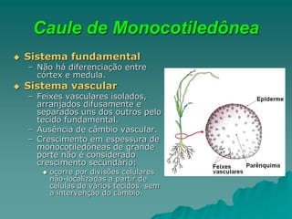 Caule de Monocotiledônea
 Sistema fundamental
– Não há diferenciação entre
córtex e medula.
 Sistema vascular
– Feixes vasculares isolados,
arranjados difusamente e
separados uns dos outros pelo
tecido fundamental.
– Ausência de câmbio vascular.
– Crescimento em espessura de
monocotiledôneas de grande
porte não é considerado
crescimento secundário:
 ocorre por divisões celulares
não-localizadas a partir de
células de vários tecidos, sem
a intervenção do câmbio.
 