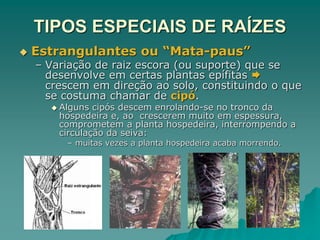 TIPOS ESPECIAIS DE RAÍZES
 Estrangulantes ou “Mata-paus”
– Variação de raiz escora (ou suporte) que se
desenvolve em certas plantas epífitas 
crescem em direção ao solo, constituindo o que
se costuma chamar de cipó.
 Alguns cipós descem enrolando-se no tronco da
hospedeira e, ao crescerem muito em espessura,
comprometem a planta hospedeira, interrompendo a
circulação da seiva:
– muitas vezes a planta hospedeira acaba morrendo.
 