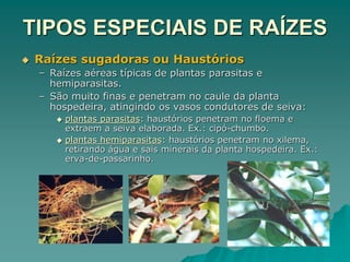 TIPOS ESPECIAIS DE RAÍZES
 Raízes sugadoras ou Haustórios
– Raízes aéreas típicas de plantas parasitas e
hemiparasitas.
– São muito finas e penetram no caule da planta
hospedeira, atingindo os vasos condutores de seiva:
 plantas parasitas: haustórios penetram no floema e
extraem a seiva elaborada. Ex.: cipó-chumbo.
 plantas hemiparasitas: haustórios penetram no xilema,
retirando água e sais minerais da planta hospedeira. Ex.:
erva-de-passarinho.
 
