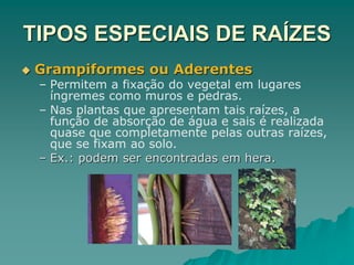 TIPOS ESPECIAIS DE RAÍZES
 Grampiformes ou Aderentes
– Permitem a fixação do vegetal em lugares
íngremes como muros e pedras.
– Nas plantas que apresentam tais raízes, a
função de absorção de água e sais é realizada
quase que completamente pelas outras raízes,
que se fixam ao solo.
– Ex.: podem ser encontradas em hera.
 