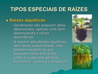 TIPOS ESPECIAIS DE RAÍZES
 Raízes aquáticas
– Geralmente não possuem pêlos
absorventes, apenas coifa bem
desenvolvida e raízes
secundárias.
– A maioria das plantas aquáticas
tem raízes subterrâneas, mas
também existem as que
possuem raízes flutuantes,
como é o caso dos gêneros
Eichhomia, Lemna e Limnobium.
 