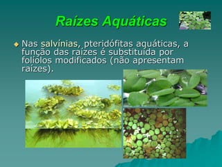 Raízes Aquáticas
 Nas salvínias, pteridófitas aquáticas, a
função das raízes é substituída por
folíolos modificados (não apresentam
raízes).
 
