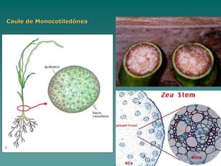 Caule de Monocotiledônea
 