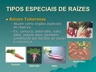 TIPOS ESPECIAIS DE RAÍZES
 Raízes Tuberosas
– Atuam como órgãos especiais
de reserva.
– Ex: cenoura, beterraba, nabo,
dália, batata-doce (também
constituída por tecidos do caule)
e mandioca.
Cenoura
Batata-doce
Nabo
Beterraba
 