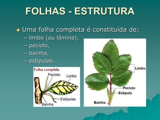 FOLHAS - ESTRUTURA
 Uma folha completa é constituída de:
– limbo (ou lâmina),
– pecíolo,
– bainha,
– estípulas.
 