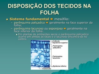 DISPOSIÇÃO DOS TECIDOS NA
FOLHA
 Sistema fundamental  mesófilo:
– parênquima paliçadico  geralmente na face superior da
folha;
– parênquima lacunoso ou esponjoso  geralmente na
face inferior da folha.
 Em plantas de ambientes secos o parênquima paliçadico
ocorre em ambas as faces e o lacunoso encontra-se no
centro.
 