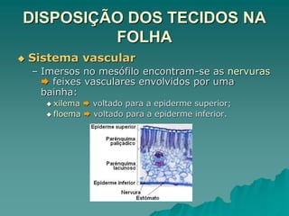 DISPOSIÇÃO DOS TECIDOS NA
FOLHA
 Sistema vascular
– Imersos no mesófilo encontram-se as nervuras
 feixes vasculares envolvidos por uma
bainha:
 xilema  voltado para a epiderme superior;
 floema  voltado para a epiderme inferior.
 