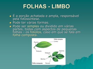 FOLHAS - LIMBO
 É a porção achatada e ampla, responsável
pela fotossíntese.
 Pode ter várias formas.
 Pode ser simples ou dividido em várias
partes, todas com aspectos de pequenas
folhas - os folíolos, caso em que se fala em
folha composta.
 