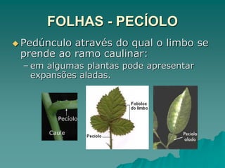 FOLHAS - PECÍOLO
 Pedúnculo através do qual o limbo se
prende ao ramo caulinar:
– em algumas plantas pode apresentar
expansões aladas.
Caule
Pecíolo
 