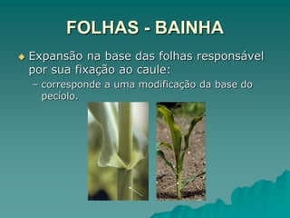 FOLHAS - BAINHA
 Expansão na base das folhas responsável
por sua fixação ao caule:
– corresponde a uma modificação da base do
pecíolo.
 