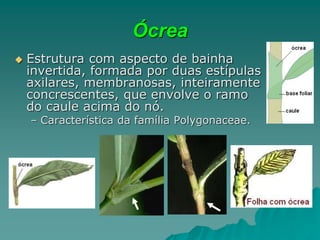 morfologia_Externa_Plantas_.ppt