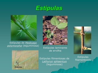 Estípulas
Estípulas de Medicago
polymorpha (leguminosa)
Estípulas laminares
de ervilha
Estípulas
filamentosas
Estípulas filmentosas de
Lathyrus sphaericus
(leguminosa)
 