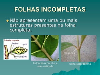 FOLHAS INCOMPLETAS
 Não apresentam uma ou mais
estruturas presentes na folha
completa.
Folha sem bainha e
sem estípula
Folha sem bainha
Estípulas
 