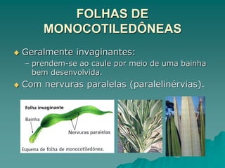 FOLHAS DE
MONOCOTILEDÔNEAS
 Geralmente invaginantes:
– prendem-se ao caule por meio de uma bainha
bem desenvolvida.
 Com nervuras paralelas (paralelinérvias).
 