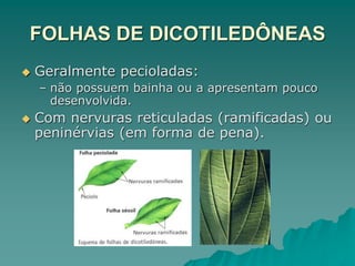 FOLHAS DE DICOTILEDÔNEAS
 Geralmente pecioladas:
– não possuem bainha ou a apresentam pouco
desenvolvida.
 Com nervuras reticuladas (ramificadas) ou
peninérvias (em forma de pena).
 
