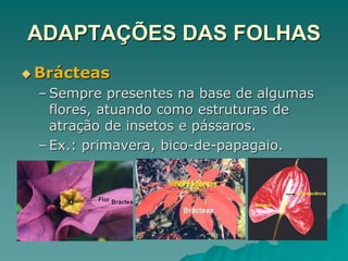 ADAPTAÇÕES DAS FOLHAS
 Brácteas
– Sempre presentes na base de algumas
flores, atuando como estruturas de
atração de insetos e pássaros.
– Ex.: primavera, bico-de-papagaio.
 