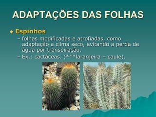 ADAPTAÇÕES DAS FOLHAS
 Espinhos
– folhas modificadas e atrofiadas, como
adaptação a clima seco, evitando a perda de
água por transpiração.
– Ex.: cactáceas. (***laranjeira – caule).
 