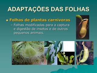 ADAPTAÇÕES DAS FOLHAS
 Folhas de plantas carnívoras
– Folhas modificadas para a captura
e digestão de insetos e de outros
pequenos animais.
 