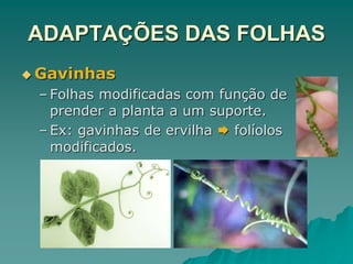 ADAPTAÇÕES DAS FOLHAS
 Gavinhas
– Folhas modificadas com função de
prender a planta a um suporte.
– Ex: gavinhas de ervilha  folíolos
modificados.
 