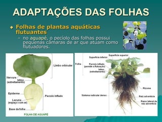 ADAPTAÇÕES DAS FOLHAS
 Folhas de plantas aquáticas
flutuantes
– no aguapé, o pecíolo das folhas possui
pequenas câmaras de ar que atuam como
flutuadores.
 