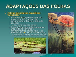 ADAPTAÇÕES DAS FOLHAS
 Folhas de plantas aquáticas
flutuantes
– A Vitória-régia apresenta pecíolo
longo (com até 5 metros de
comprimento), flexível e cheio de
acúleos:
 seu caule é do tipo rizoma.
– A face inferior das folhas apresenta
uma rede de nervuras e
compartimentos cheios de ar – os
aerênquimas  auxílio na flutuação:
 presentes também nas raízes e caules.
 