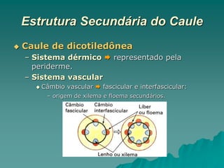Estrutura Secundária do Caule
 Caule de dicotiledônea
– Sistema dérmico  representado pela
periderme.
– Sistema vascular
 Câmbio vascular  fascicular e interfascicular:
– origem de xilema e floema secundários.
 