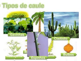 Tronco Estipe Colmo
Rastejante
s
Rizomas
BulbosRastejante
s
Gavinhas
Cladódio
Espinhos
 